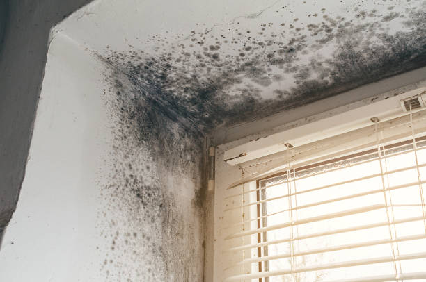 Affordable Mold Cleanup solutions in Sawyer, MI